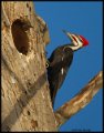 _2SB5752 pileated woodpecker